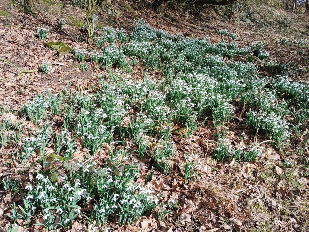 Several clumps of snowdrop flowers on a forest floor, with dead leaves between them. A good-sized patch, perhaps 10 feet wide by 30 feet deep.